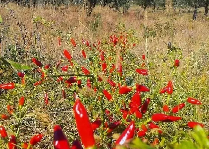 Διαμέρισμα Tolles Reihenhaus Im Olivenhain By Interhome Girifalco