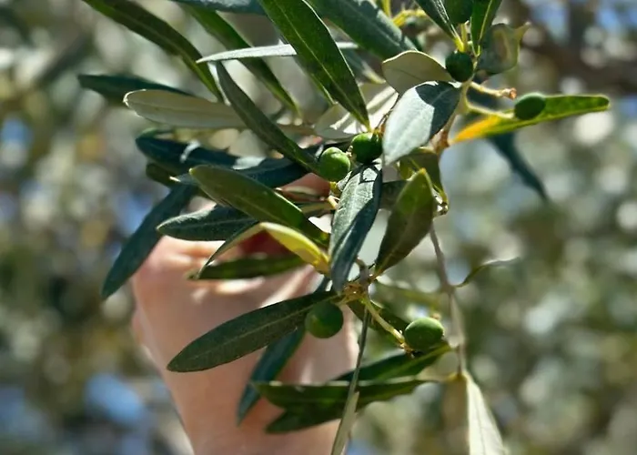 Διαμέρισμα Tolles Reihenhaus Im Olivenhain By Interhome