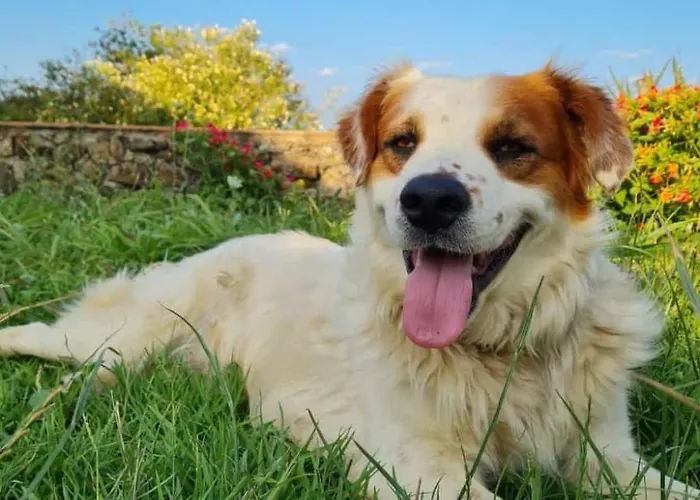 Διαμέρισμα Tolles Reihenhaus Im Olivenhain By Interhome