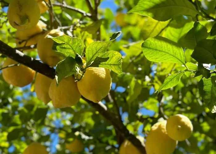 Tolles Reihenhaus Im Olivenhain By Interhome * Girifalco